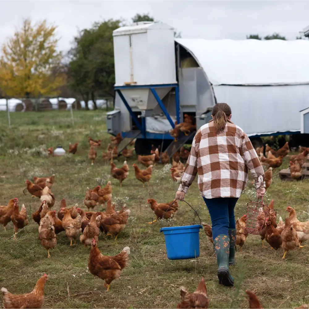 A woman in a brown flannel shirt walks on a farm while carrying a blue bucket while surrounded by chickens