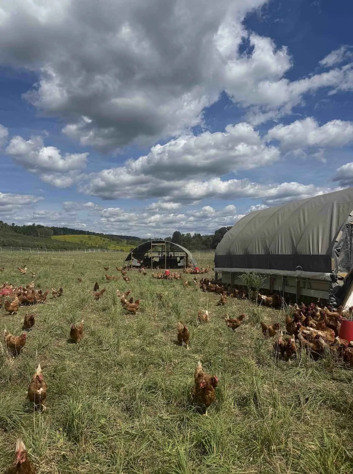 Our 2025 Impact Report: What Building a Better Meat System Actually Looks Like