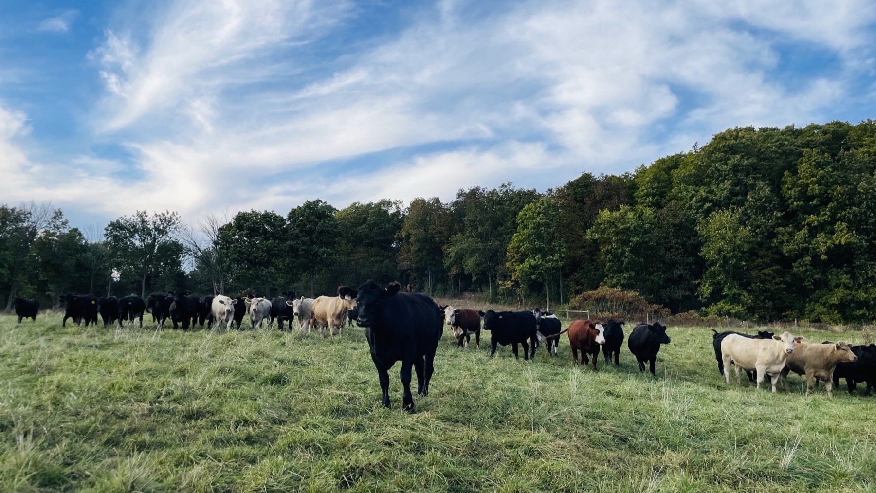 Grass-fed cattle grazing an open pasture