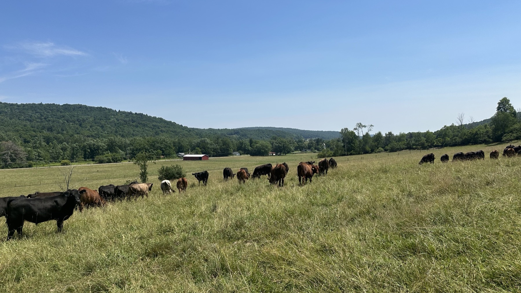 Cattle grazing a wide rolling pasture