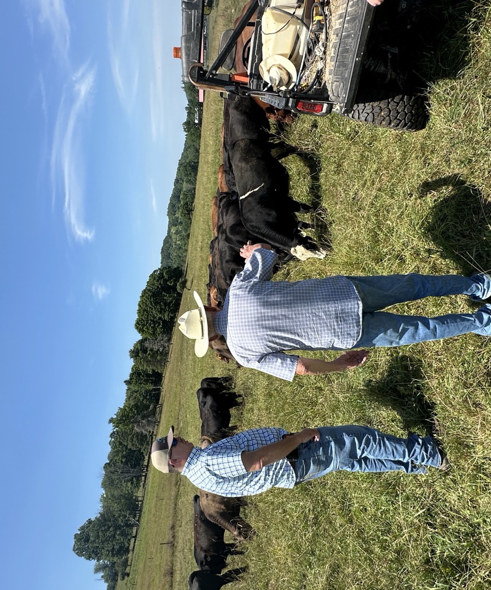 Two Walden partner farmers checking cattle on pasture
