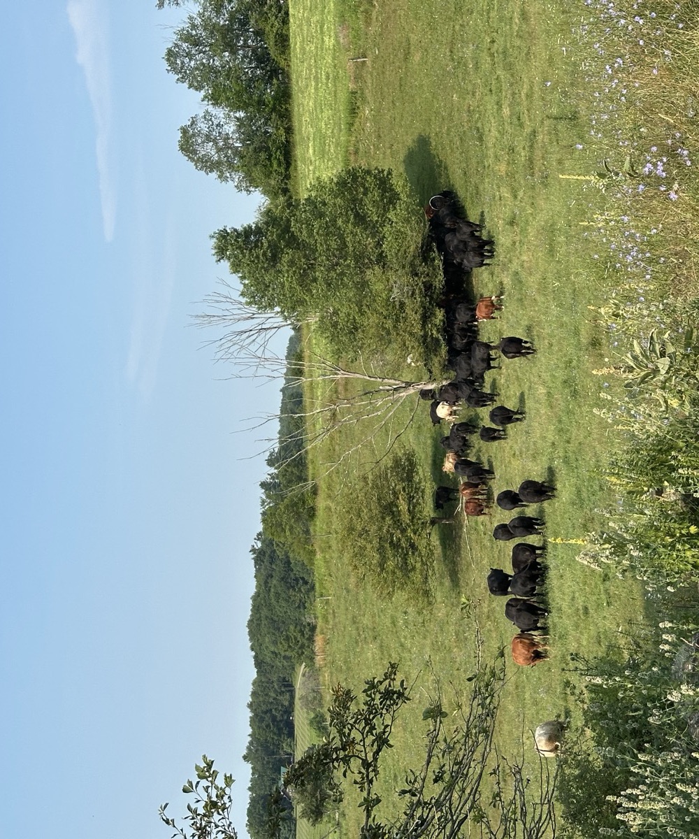 Cattle grazing a diverse pasture beside trees and wildflowers