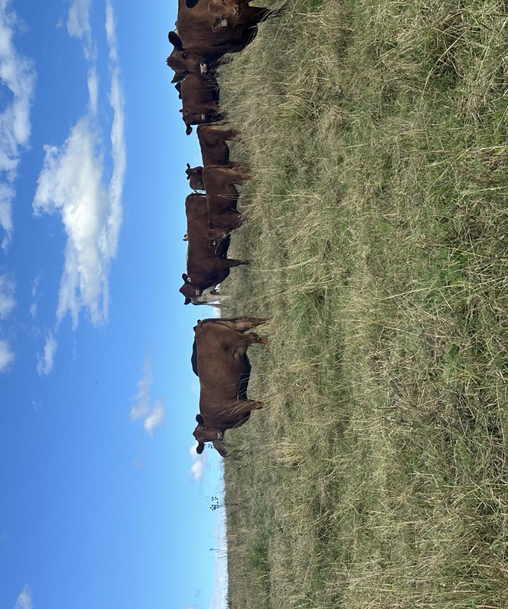 Grass-fed cattle on an open ridge